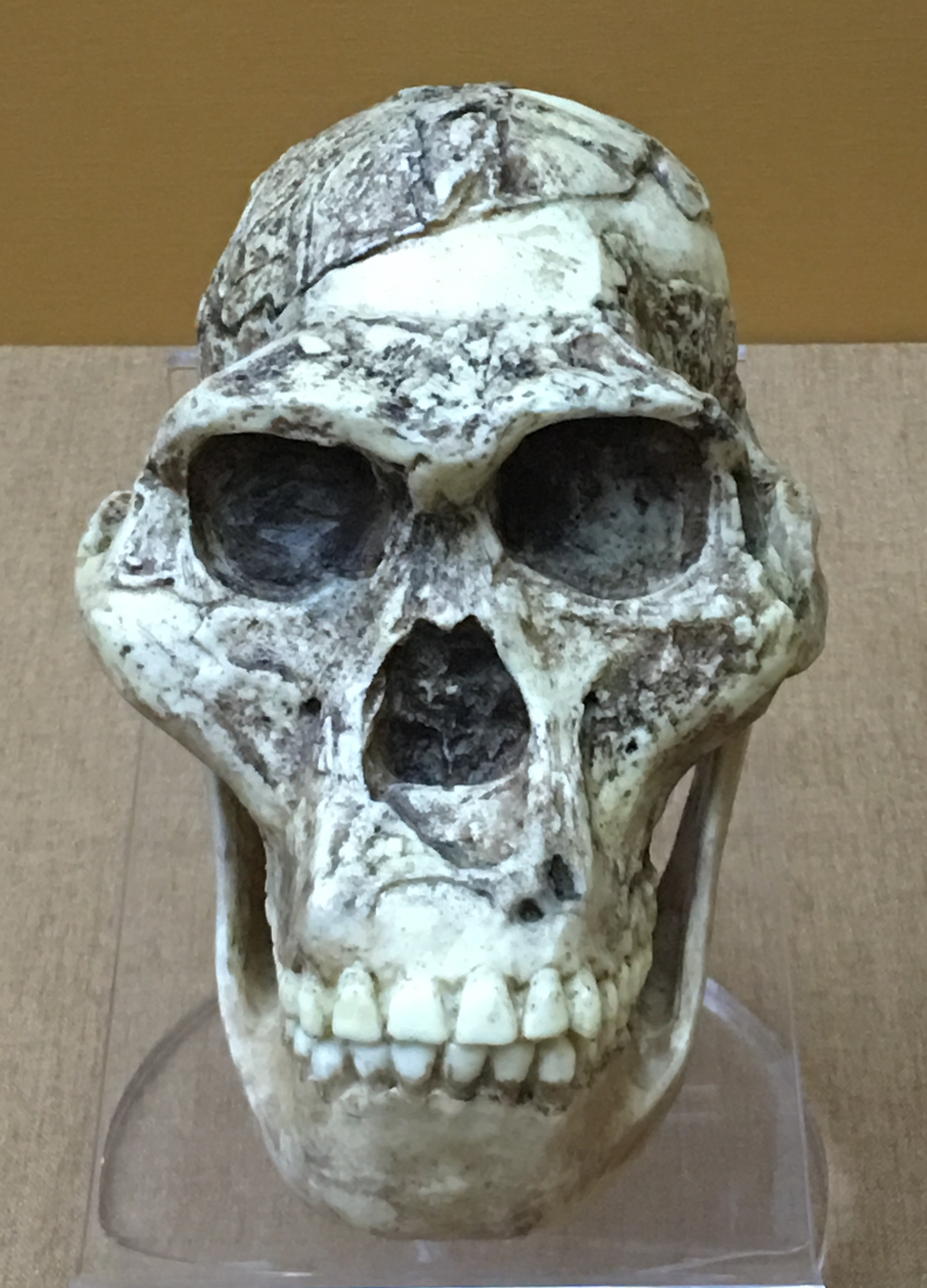 anterior view of skull and mandible of Australopithecus africanus. Mrs. Ples
