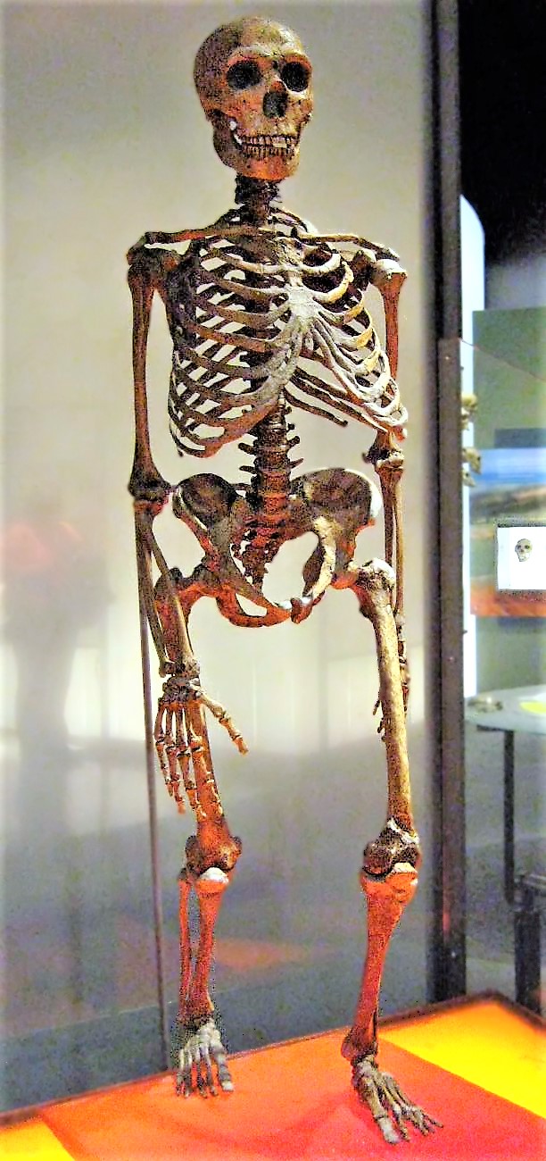 Homo neanderthalensis skeleton