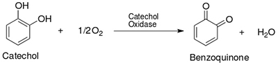 This figure shows the chemical structures and equation of an enzyme-catalyzed reaction. Catechol is a ring-shaped molecule that contains two OH groups. Catechol reacts with one half of an O2 molecule to form benzoquinone plus H2O. Catechol oxidase is written above the rightward-pointing arrow in the reaction equation.