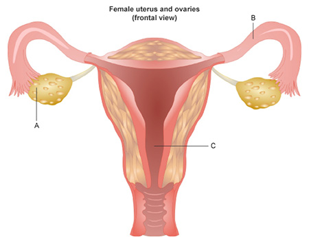 The left half of this diagram shows a front view of the female reproductive system. It shows a pink, roughly heart-shaped organ with a large canal extending out of its inferior side. In addition, two smaller tubes extend outward from it