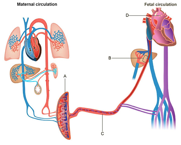 This is a two-part diagram showing maternal circulation on the left and fetal circulation on the right. Letter A indicates a large crescent-shaped organ that contains blood from the maternal circulation and blood from the fetal circulation. A large tube containing arteries and veins extends out from the crescent-shaped organ into the fetal circulatory system. The tube is labeled letter C. Letter B indicates a junction within the fetal circulatory system at which an artery from the tube indicated by letter C connects with a large blue vein extending down from the heart. This connection occurs very close to the liver. Letter D indicates a connection between the large blood vessel that extends from the right atrium of the fetal heart and a large, arch-shaped vessel that connects to the left ventricle of the fetal heart.
